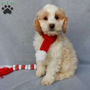 Jada, Cockapoo Puppy